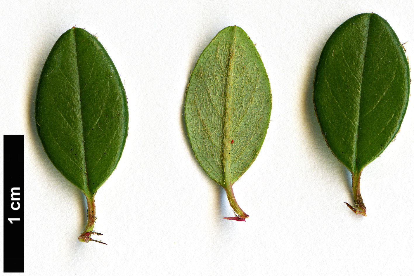 High resolution image: Family: Rosaceae - Genus: Cotoneaster - Taxon: elatus - SpeciesSub: ’Ruby’